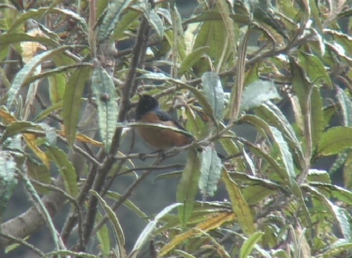 Conebill, Blue-backed 2