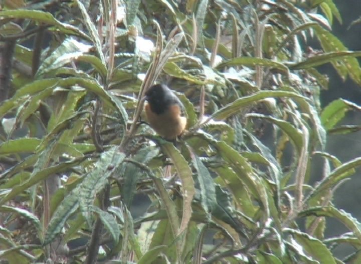 Conebill, Blue-backed 3