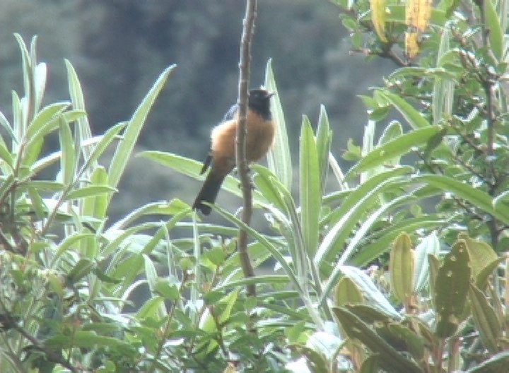 Conebill, Blue-backed 4