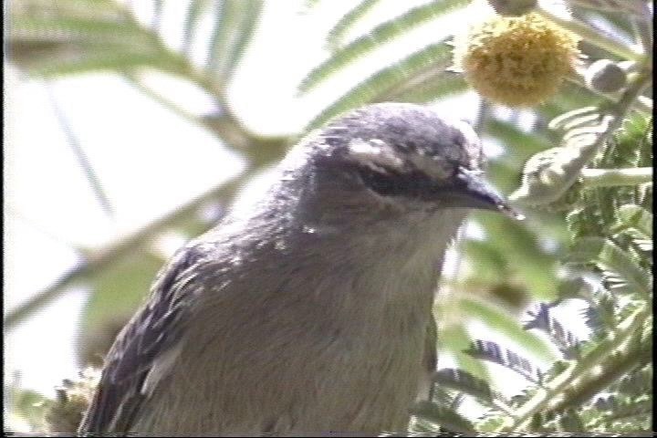 Conebill, Cinereous2