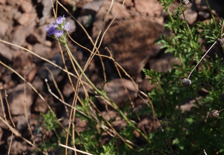 Conoclinium dissectium, Palmleaf Mistflower   Big Bend National Park, Texas (1)