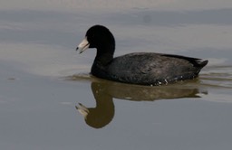 Coot, American b