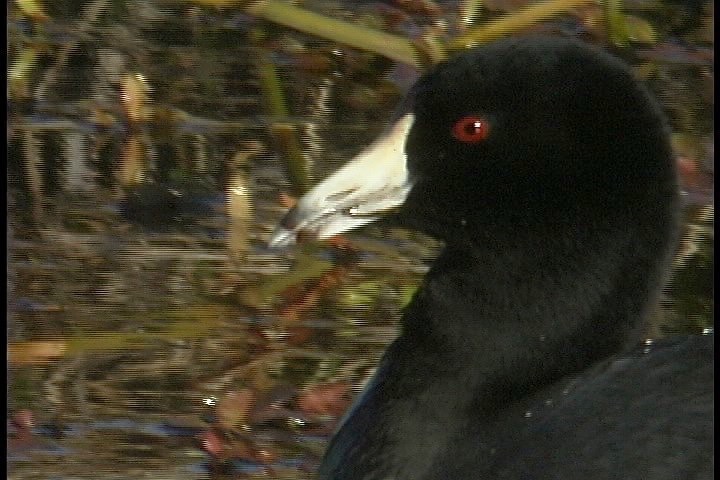 Coot, American l2