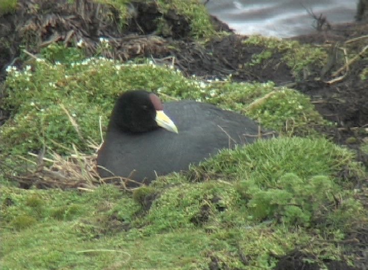 Coot, Andean 1_1