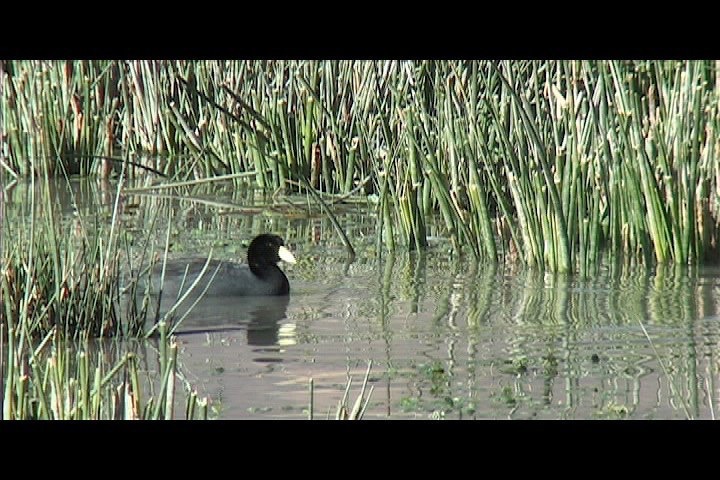 Coot, Andean 1