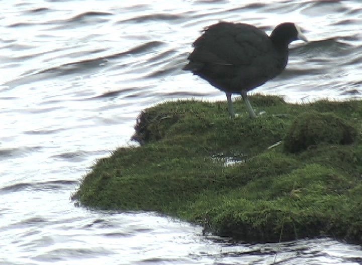 Coot, Andean 3