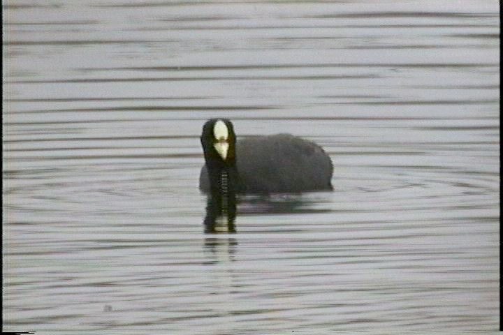 Coot, Red-gartered3