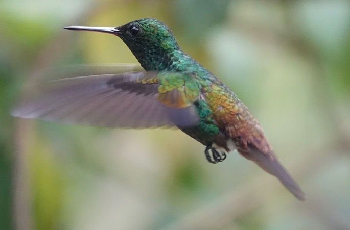 Copper-rumped Hummingbird, Amazilia  tobaci erythronotus - Trinidad10