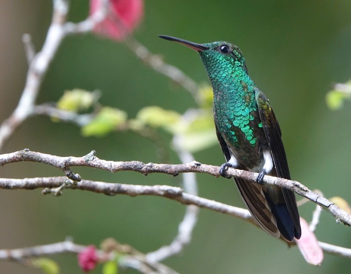 Copper-rumped Hummingbird, Amazilia  tobaci erythronotus - Trinidad6