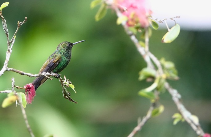 Copper-rumped Hummingbird, Amazilia  tobaci erythronotus - Trinidad5