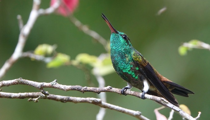 Copper-rumped Hummingbird, Amazilia  tobaci erythronotus - Trinidad7