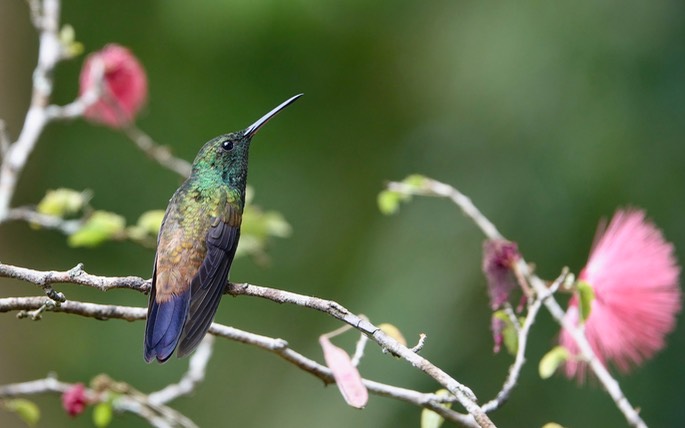 Copper-rumped Hummingbird, Amazilia  tobaci erythronotus - Trinidad3