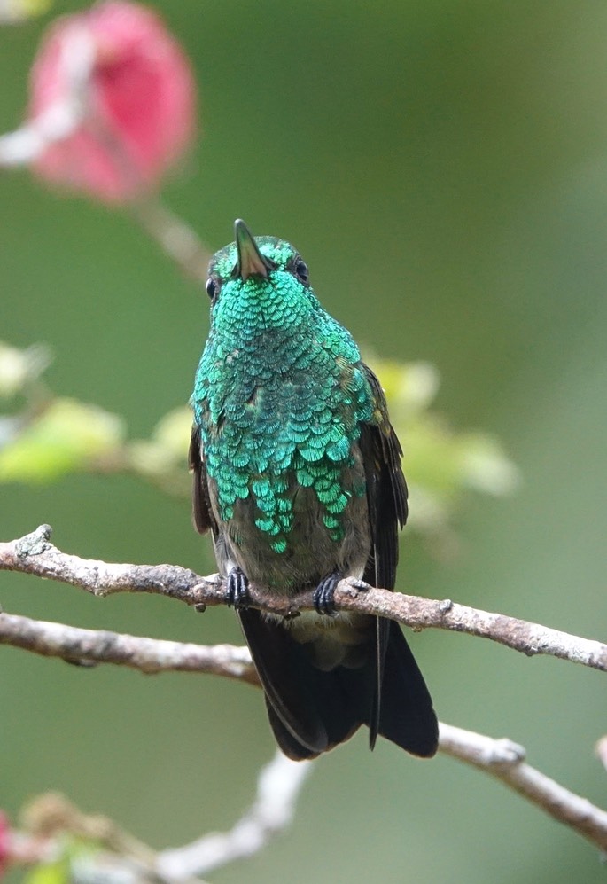 Copper-rumped Hummingbird, Amazilia  tobaci erythronotus - Trinidad9