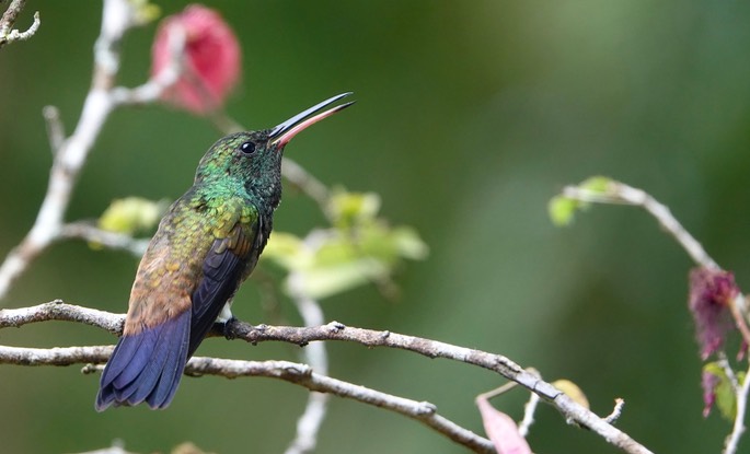 Copper-rumped Hummingbird, Amazilia  tobaci erythronotus - Trinidad4