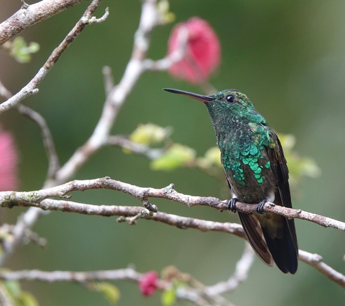 Copper-rumped Hummingbird, Amazilia  tobaci erythronotus - Trinidad8