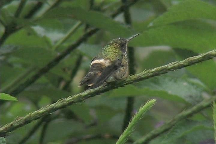 Coquette, Black-crested2