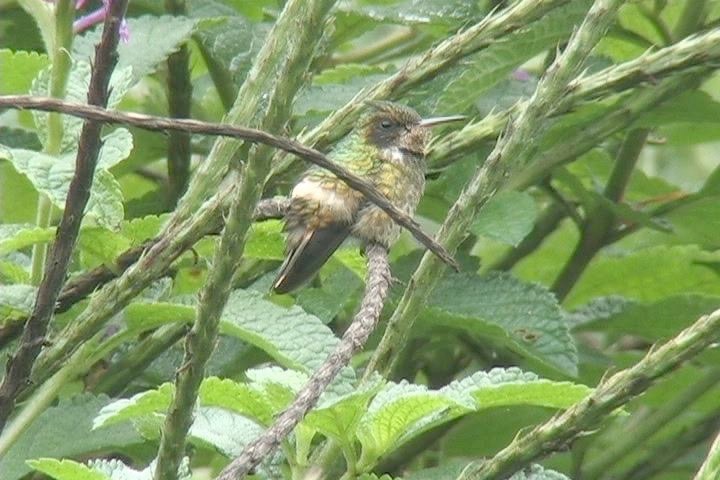 Coquette, Black-crested