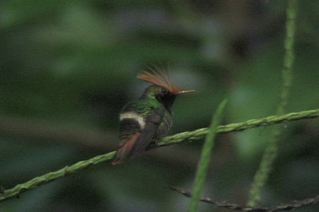 Coquette, Rufous-crested 1