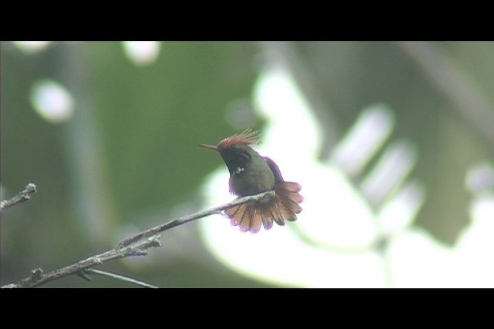 Coquette, Rufous-crested 10