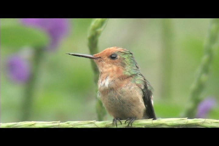 Coquette, Rufous-crested 13