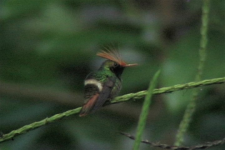 Coquette, Rufous-crested 1