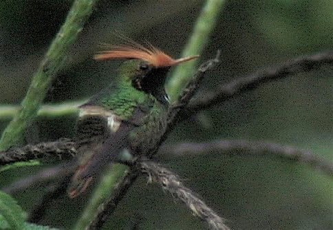 Coquette, Rufous-crested 3