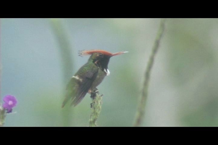 Coquette, Rufous-crested b