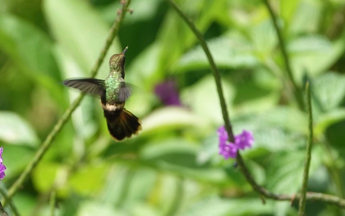 Coquette, Tufted - Lophornis ornatus - Asa Wright Nature Center, Trinidad