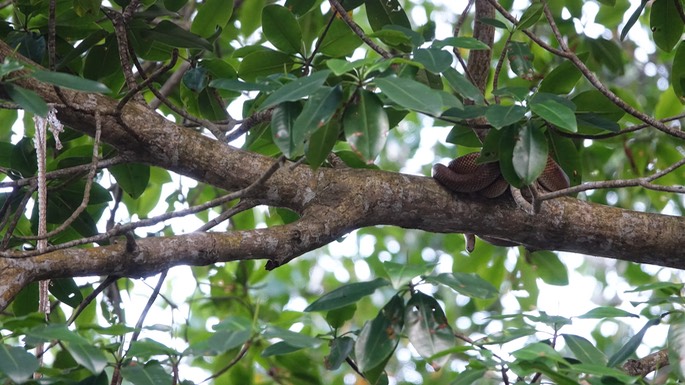 Corallus hortulanus -Cook's Tree Boa (aka Amazon Tree Boa...) - Caroni Swamp, Trinidad3