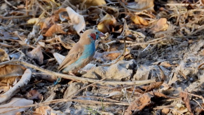 Cordon-bleu, Red-cheeked - Senegal 3