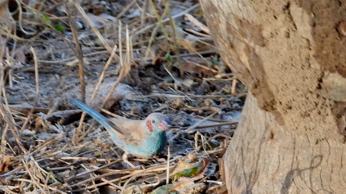 Cordon-bleu, Red-cheeked - Senegal 2