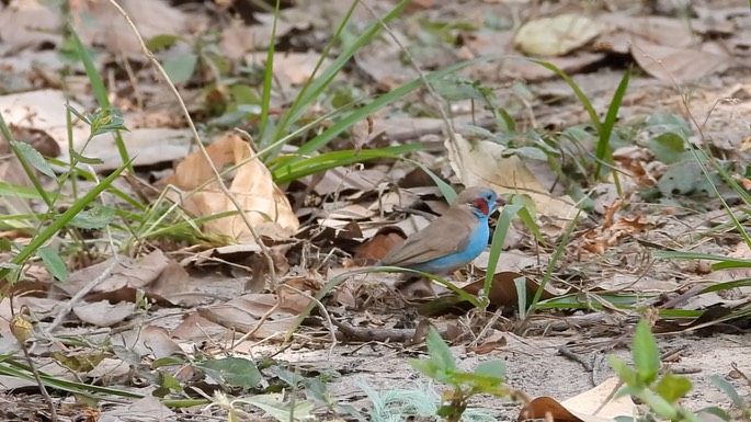 Cordon-bleu, Red-cheeked 2