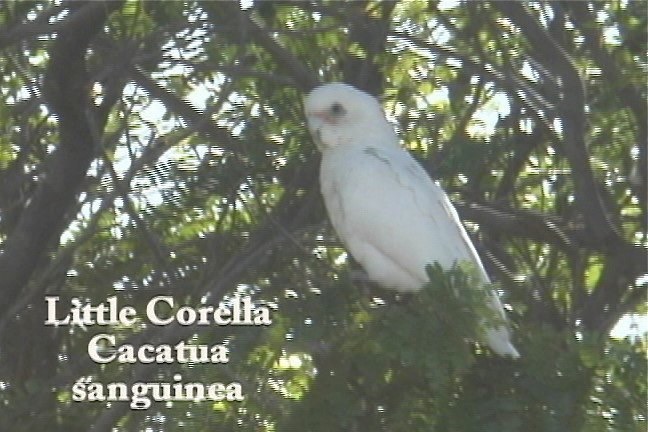 Corella, Little 1