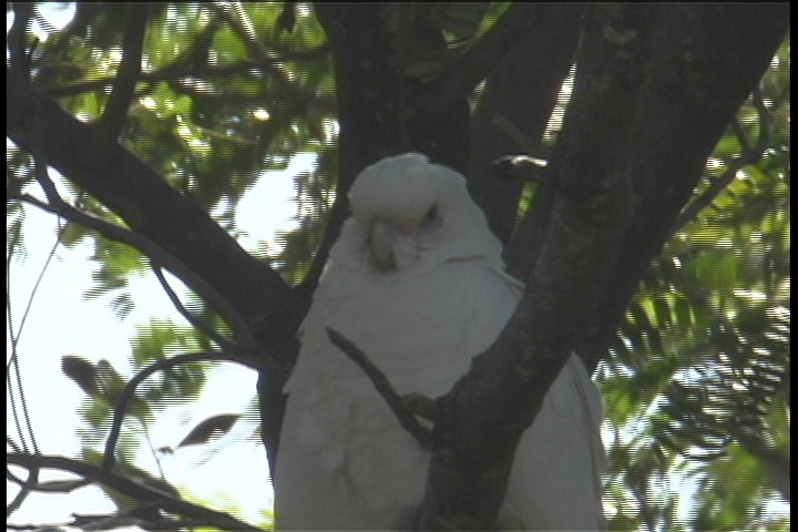 Corella, Little 2