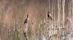 Cormorant, Double-crested - Baja California