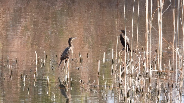 Cormorant, Double-crested - Baja California