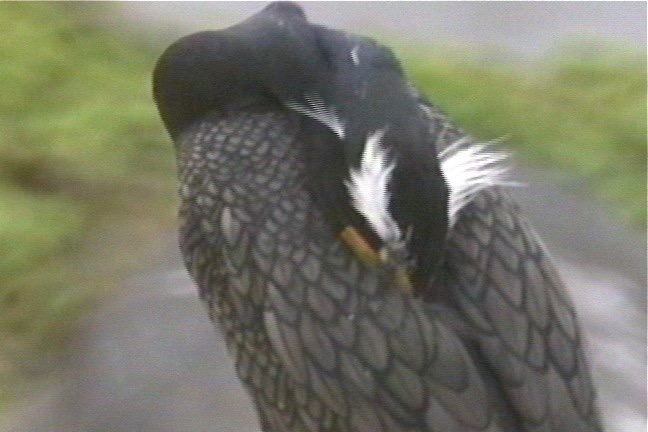 Cormorant, Double-crested 3