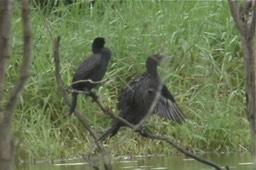 Cormorant, Little Black 1