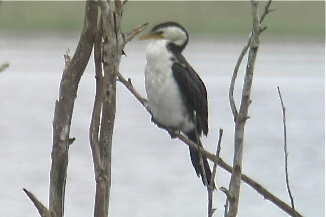 Cormorant, Little Pied 1_1