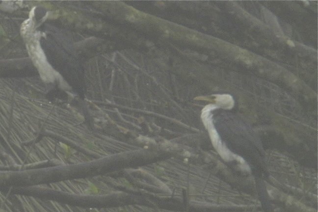 Cormorant, Little Pied 1