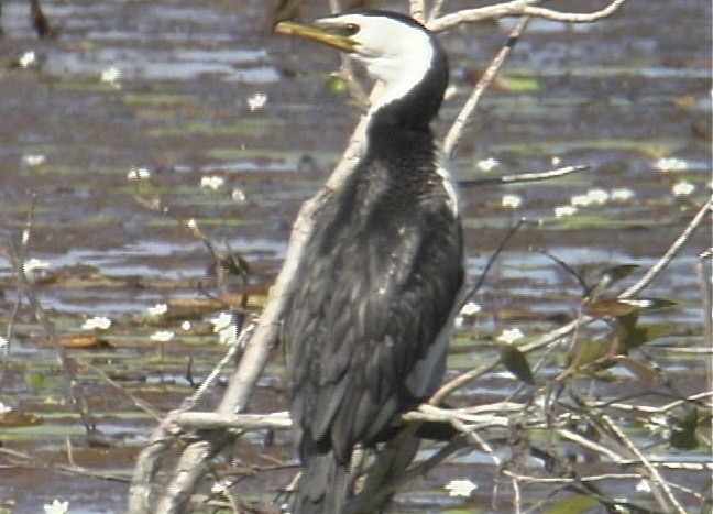 Cormorant, Little Pied 2