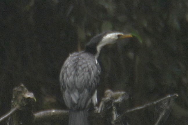 Cormorant, Little Pied 3