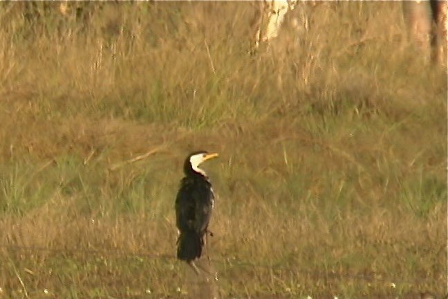 Cormorant, Little Pied 5