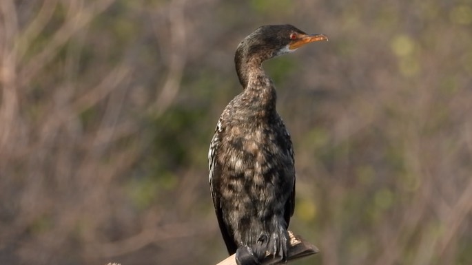 Cormorant, Long-tailed 1