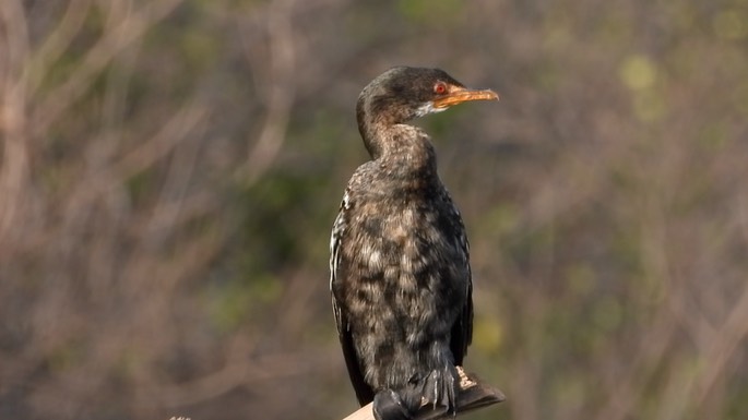 Cormorant, Long-tailed 2