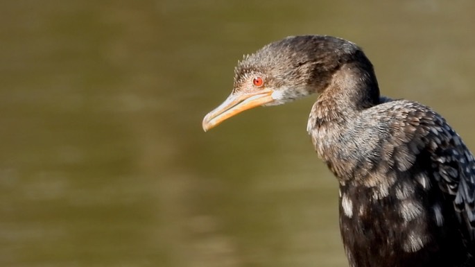 Cormorant, Long-tailed 3