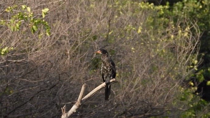 Cormorant, Long-tailed 4