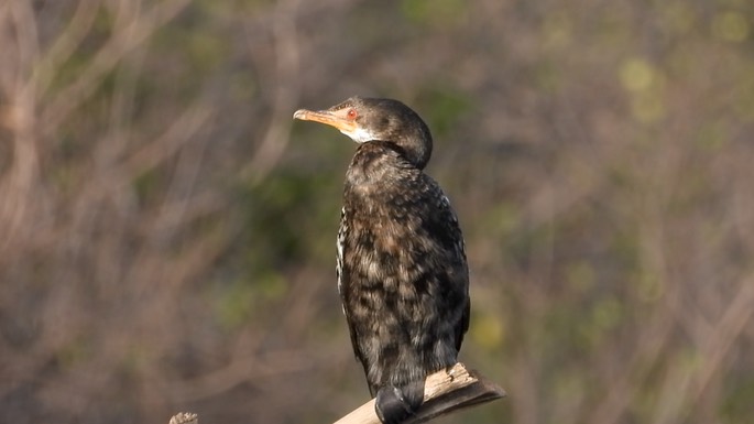 Cormorant, Long-tailed 5