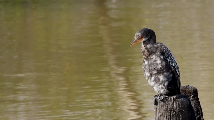 Cormorant, Long-tailed 6