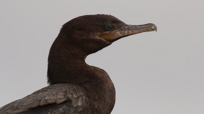 Cormorant, Neotropic 4